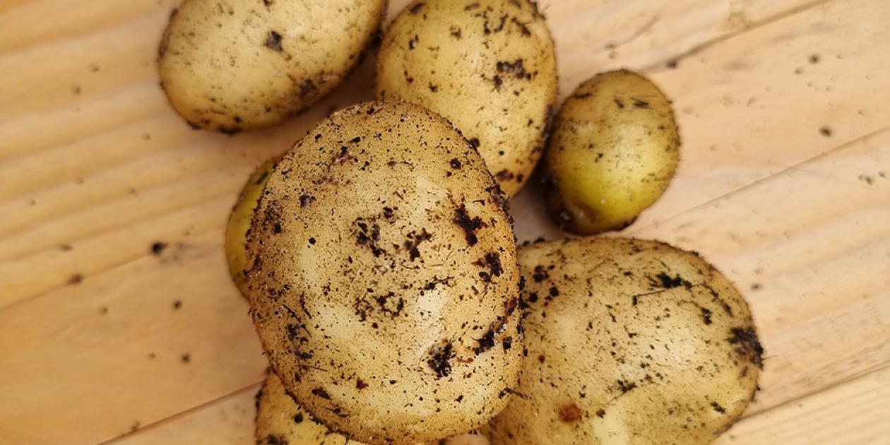 potatoes