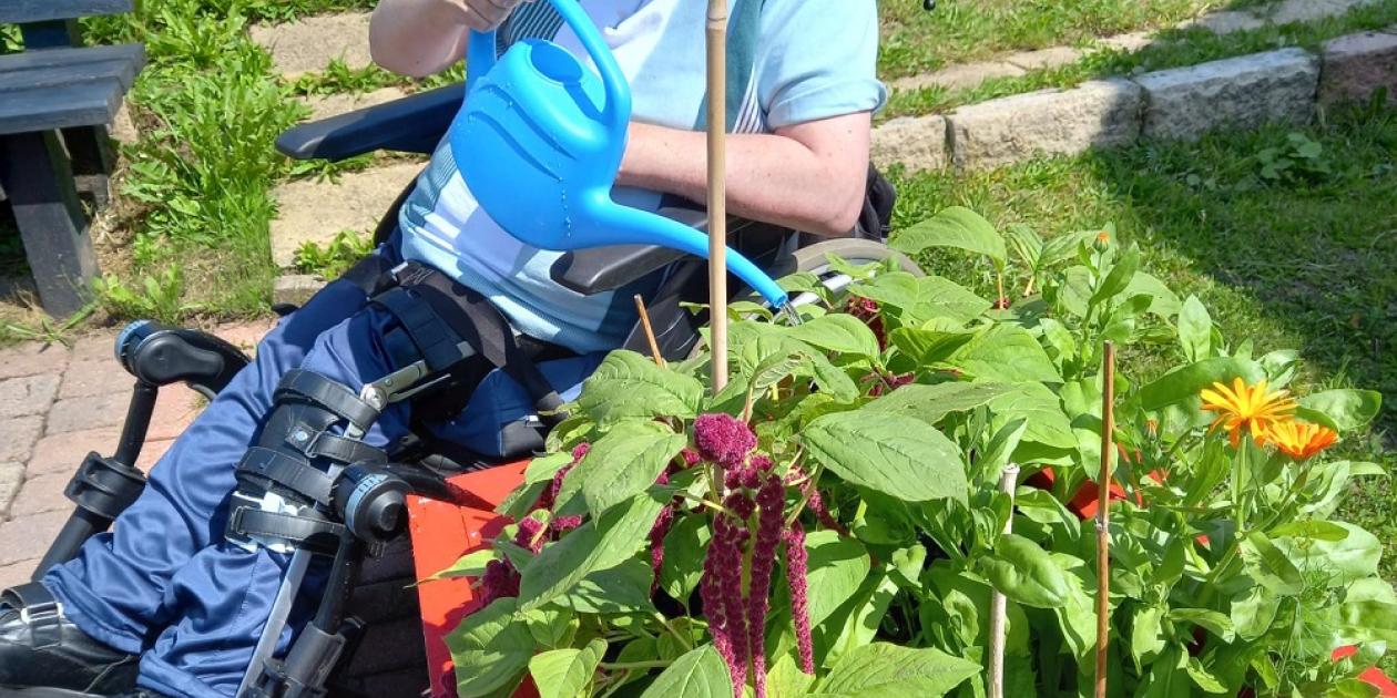 man in a wheelchair watering plants at raised bed