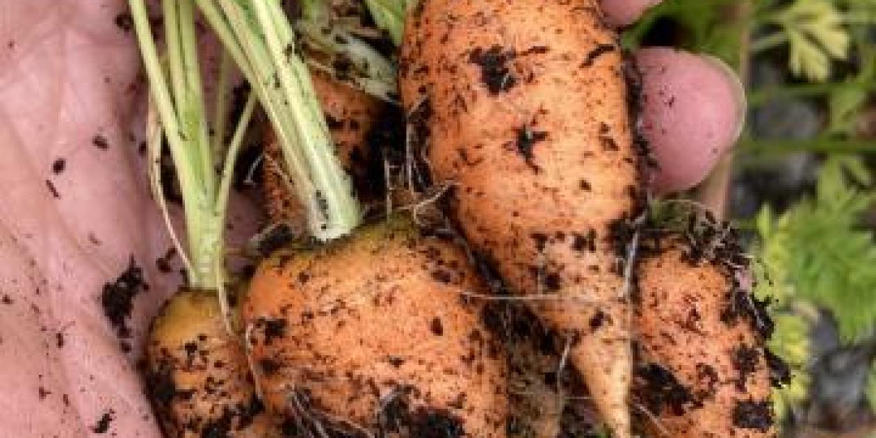 Growing Veg in Small Spaces