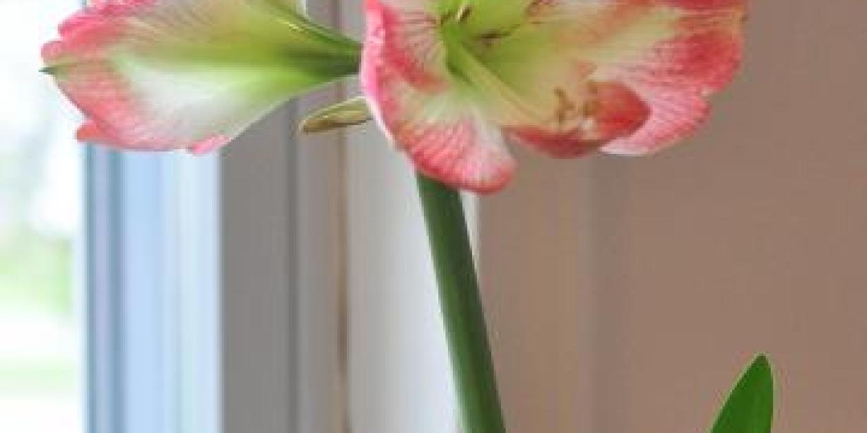 Jingle Bulbs & Indoor Flowering Bulbs