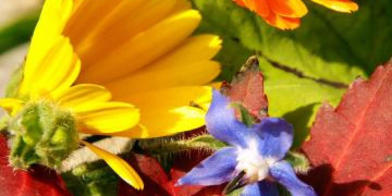 Sow Grow Marigolds & Borage