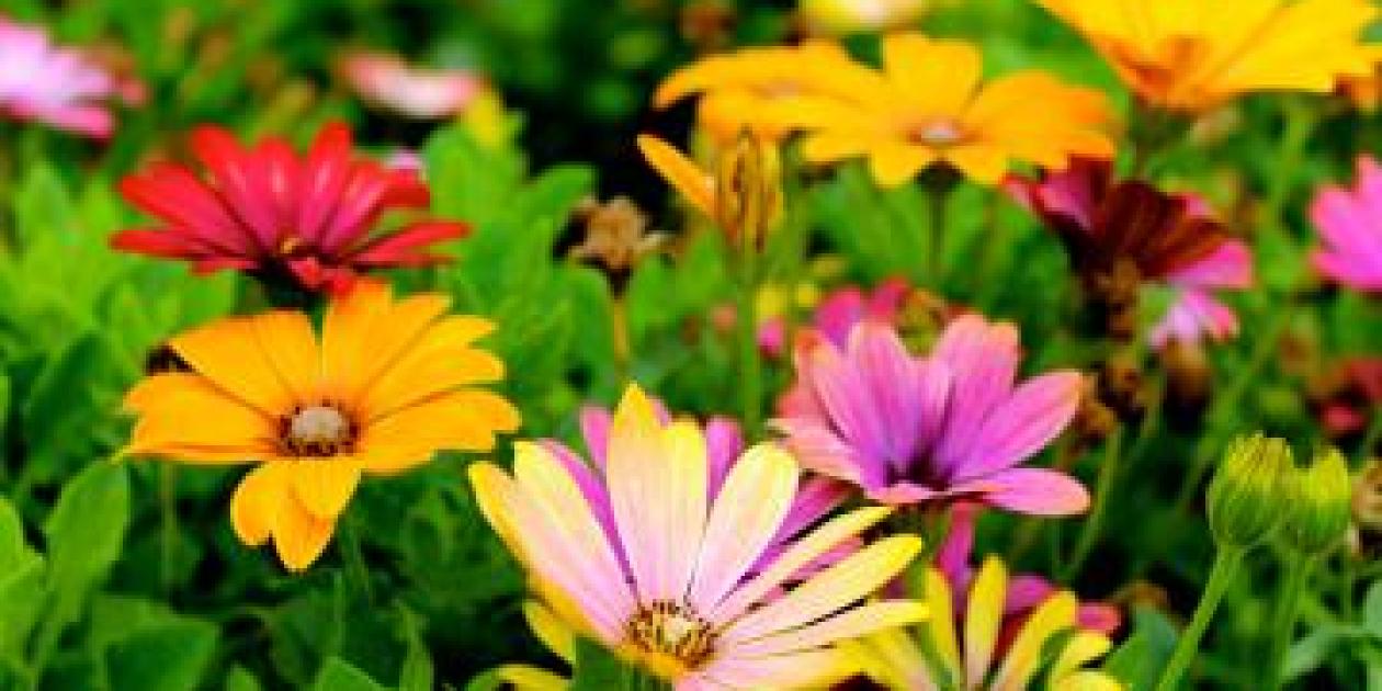 Summer Flowers & Tea in the Garden