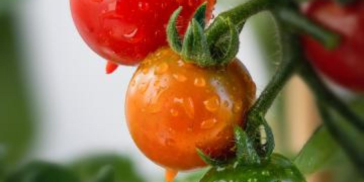 Tumbling Tomatoes & Marigolds