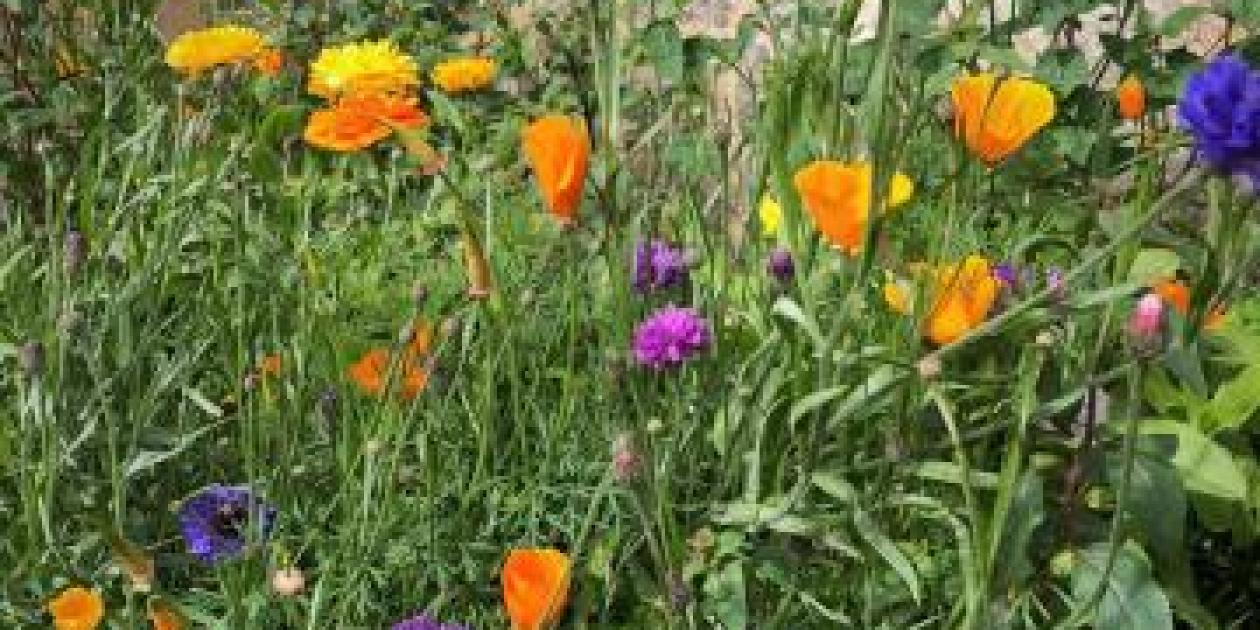 Wild Flowers & Seed Bombs