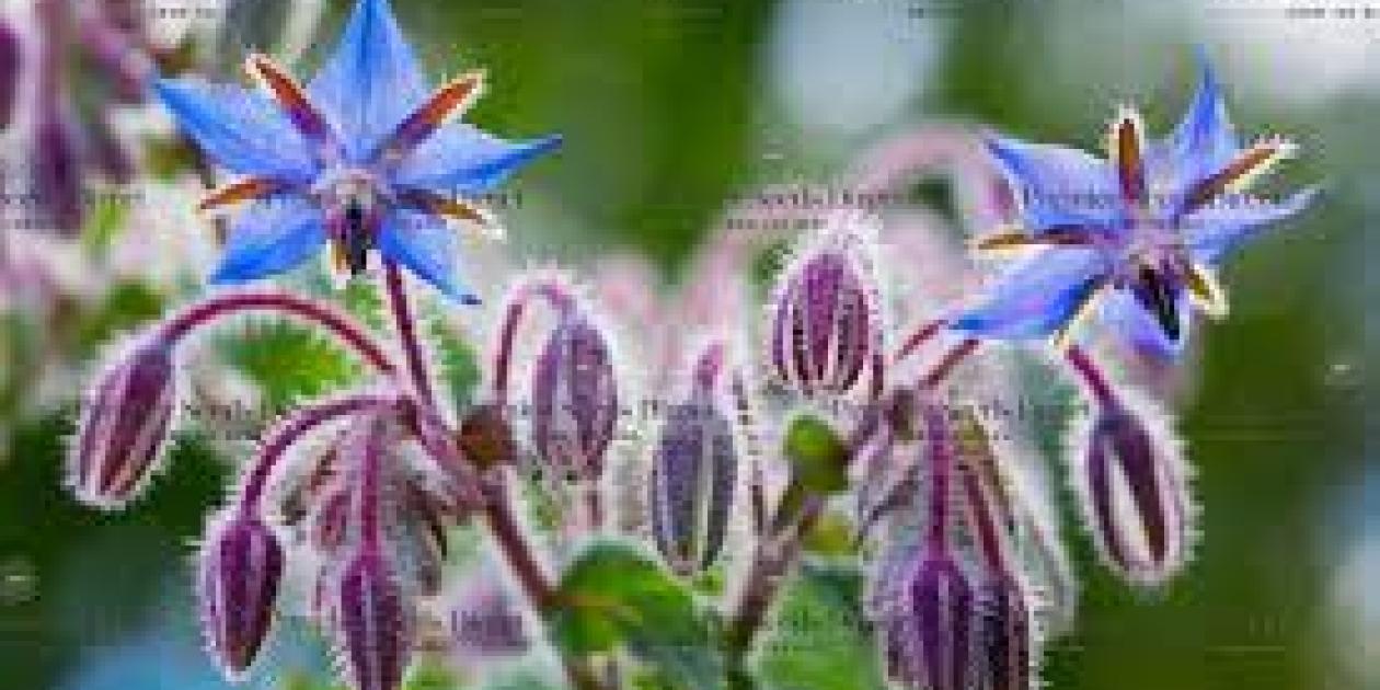 Borage