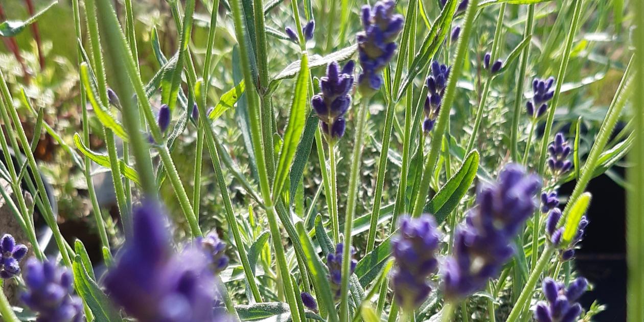 Lavender