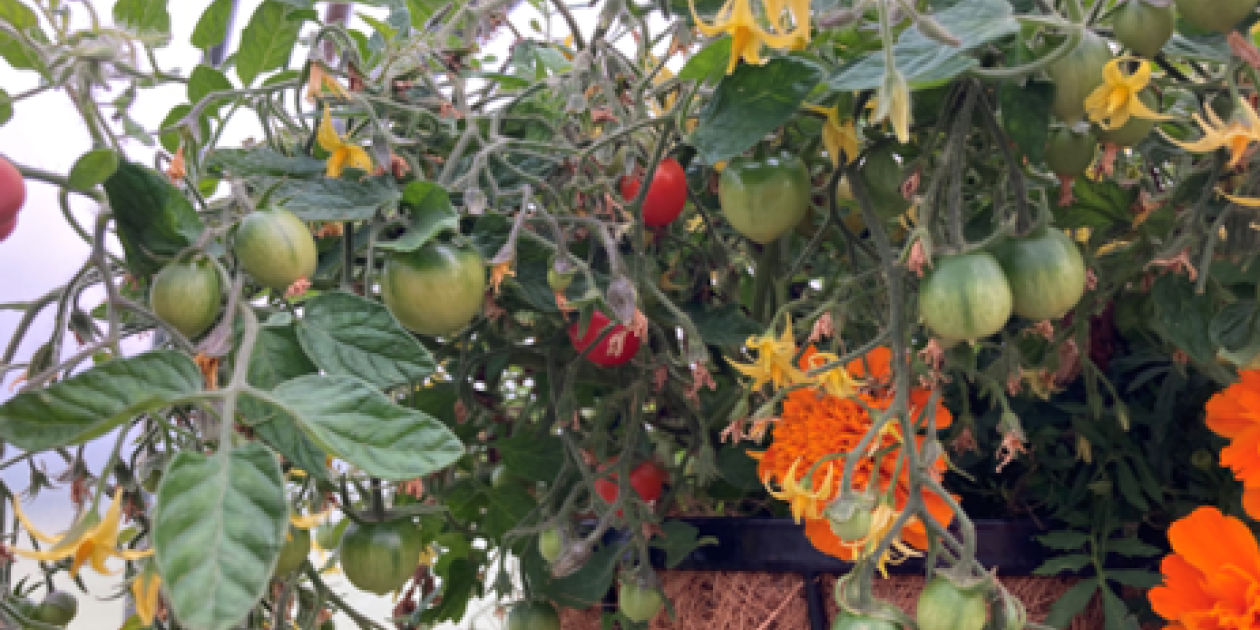 bushy tomato plant laded with tomato fruits 