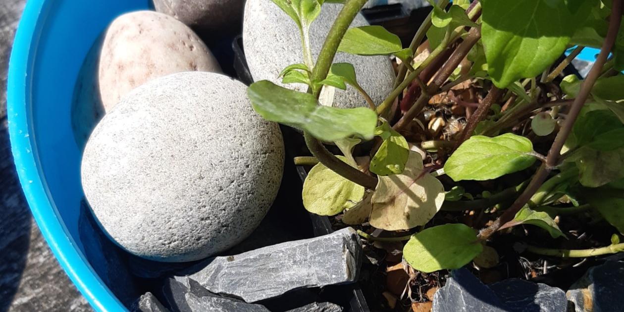 bowl containing stones, water mint plant , sticks and water