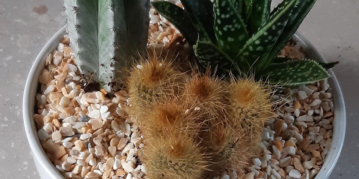 bowl planted with three plants - succulents and cacti
