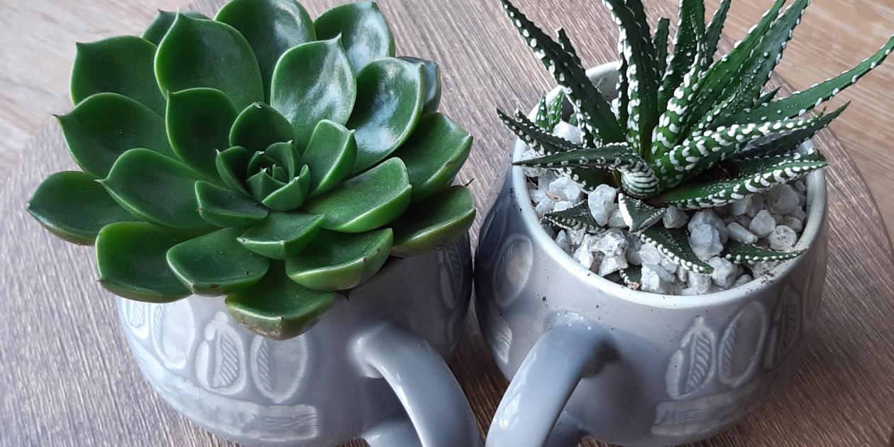 two pale blue mugs containing two green succulent plants