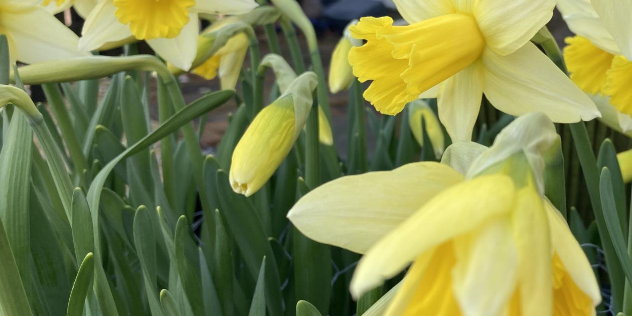 yellow daffodil flowers and green stalks