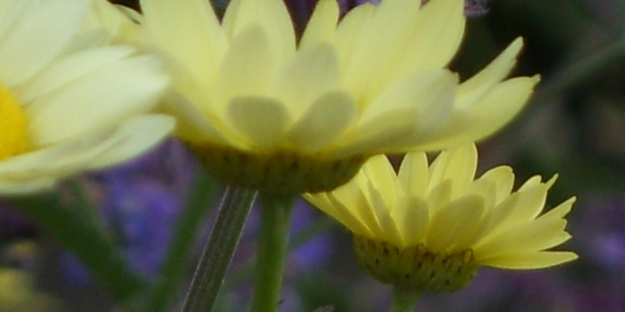 Yellow and purple flowers