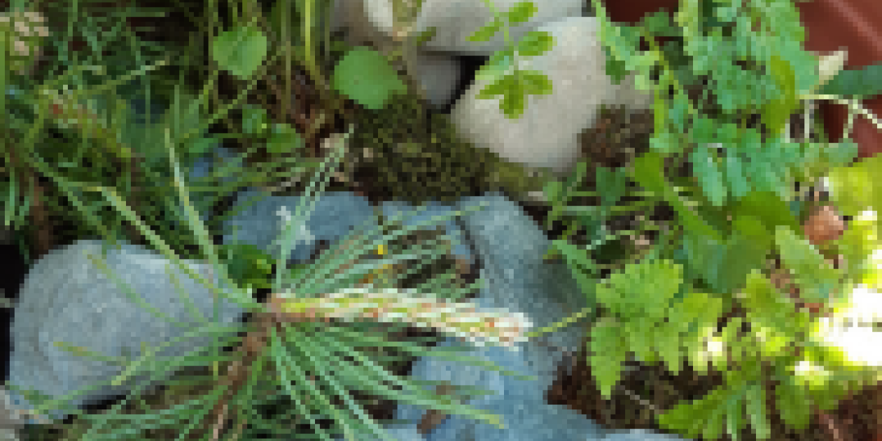 mini woodland garden