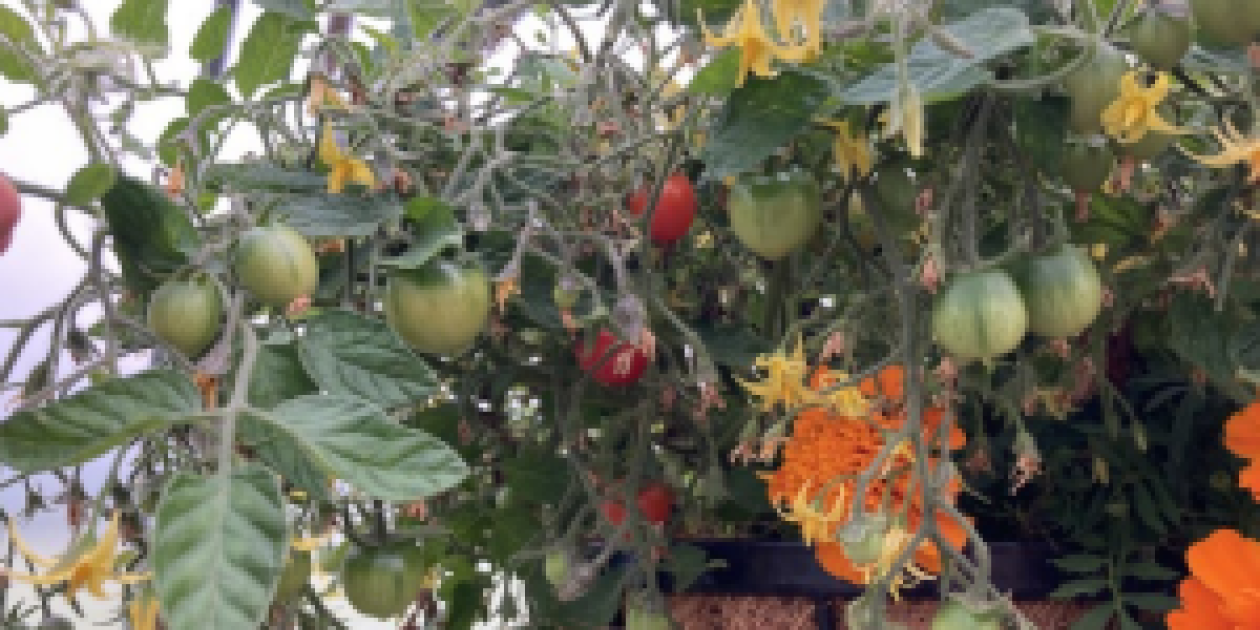 tumbling tomatoes