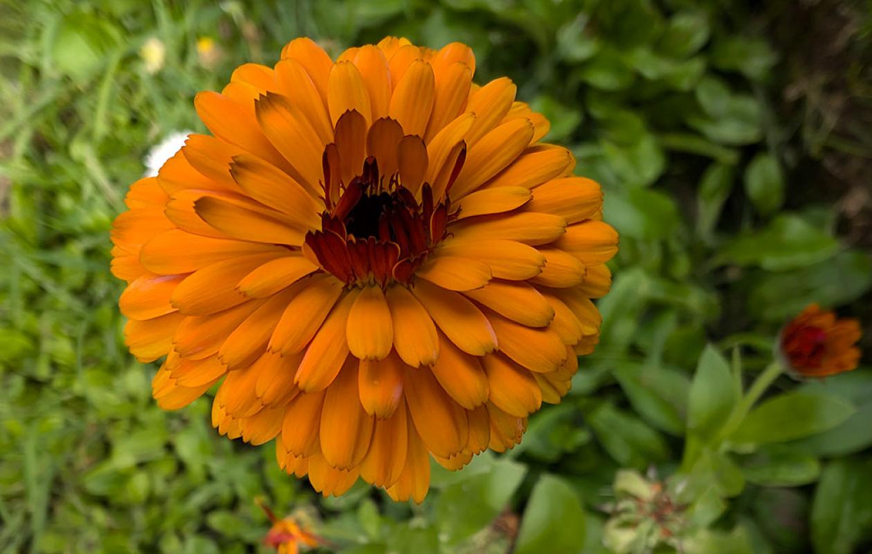 orange flower