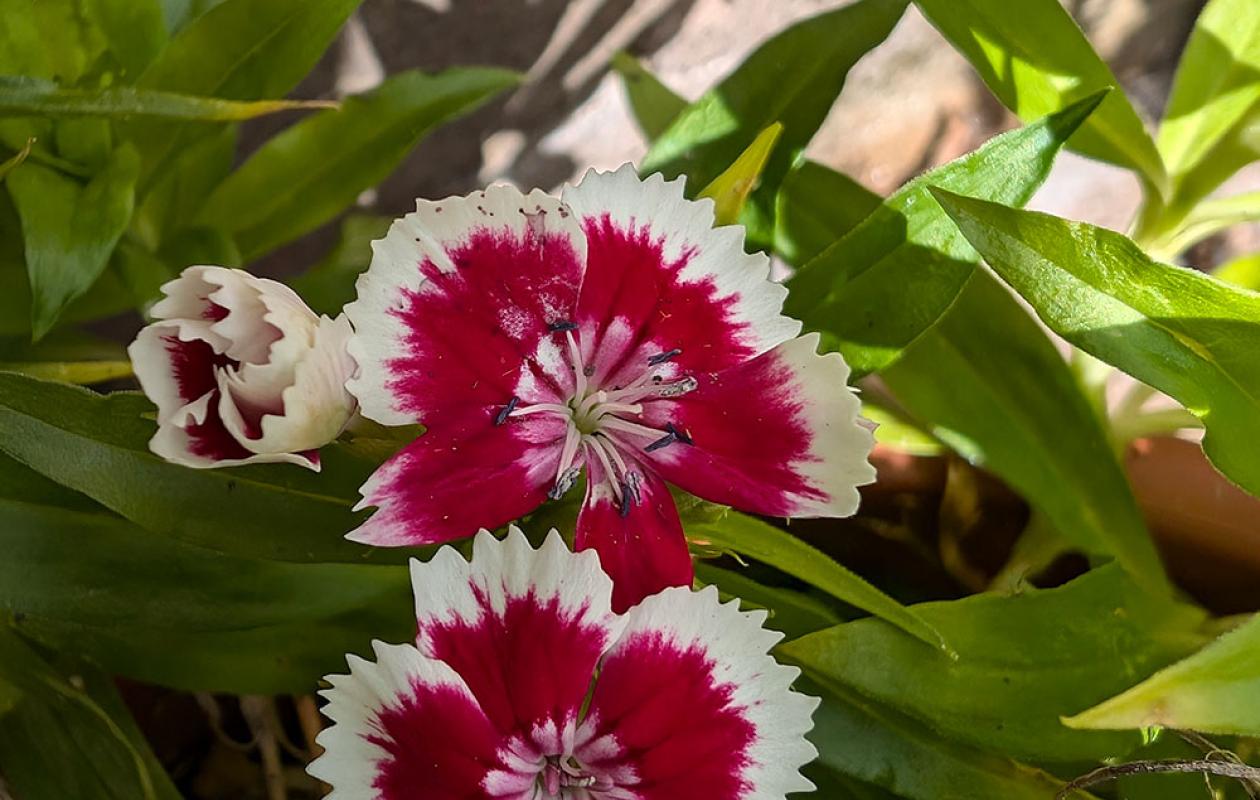 red and white flower