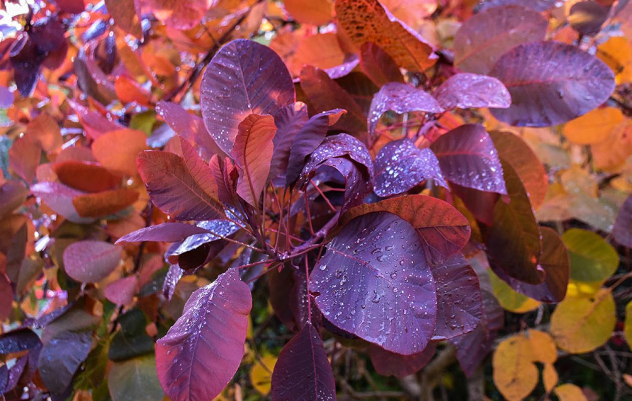 red Autumn leaves
