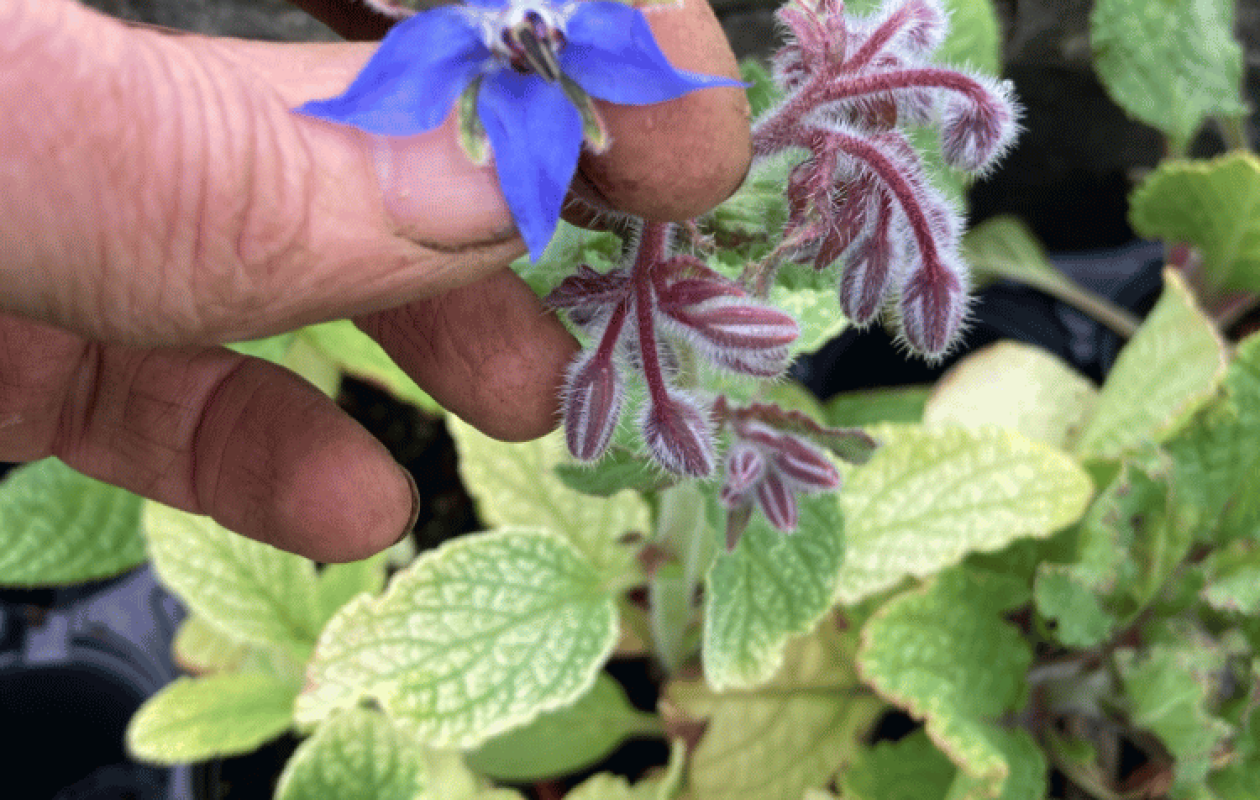 hand admiring borage flowers 