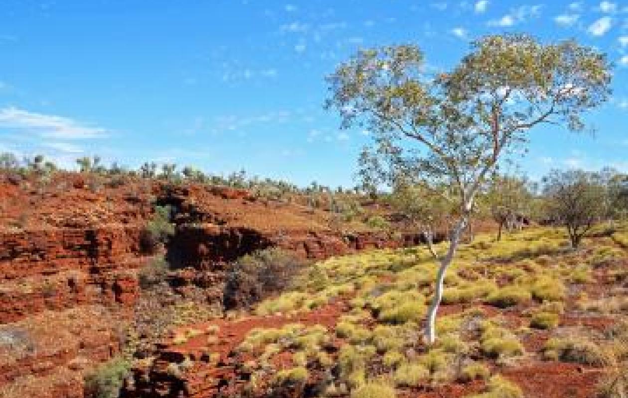 Therapeutic Horticulture and the Healing Benefits of Nature from Down Under