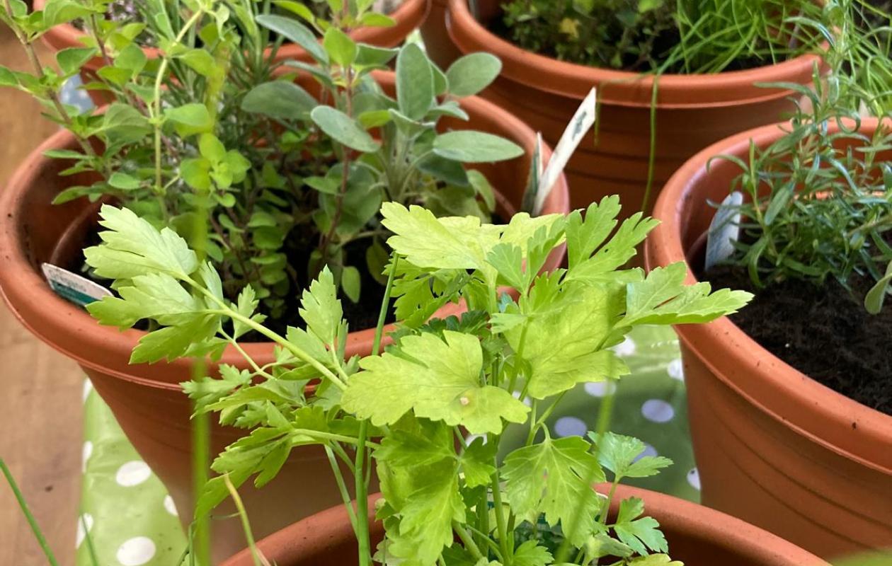 Alzheimer Scotland Herbs Workshop