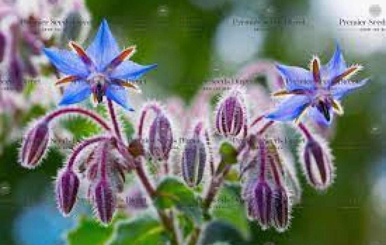 Borage