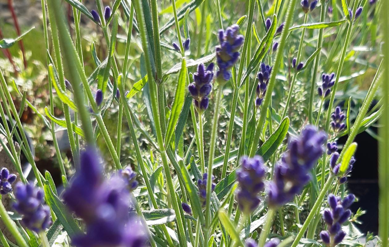 Lavender