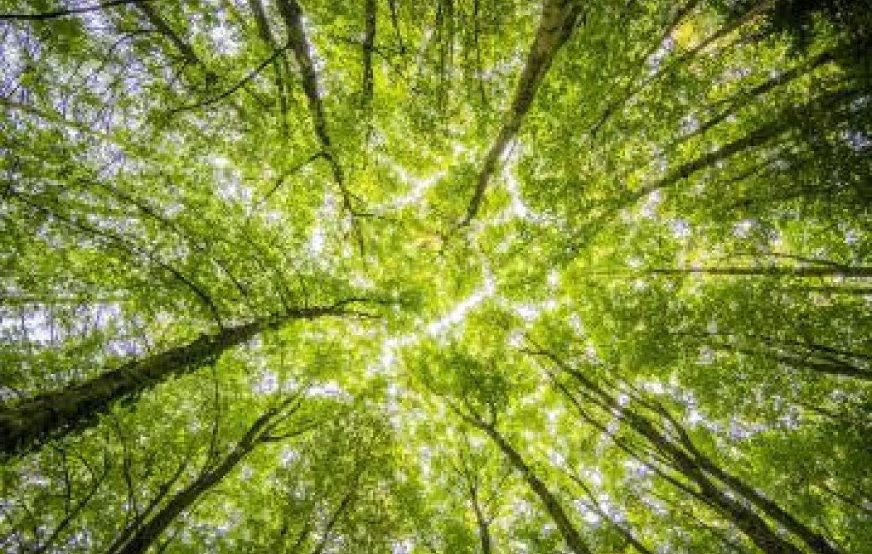 Trees