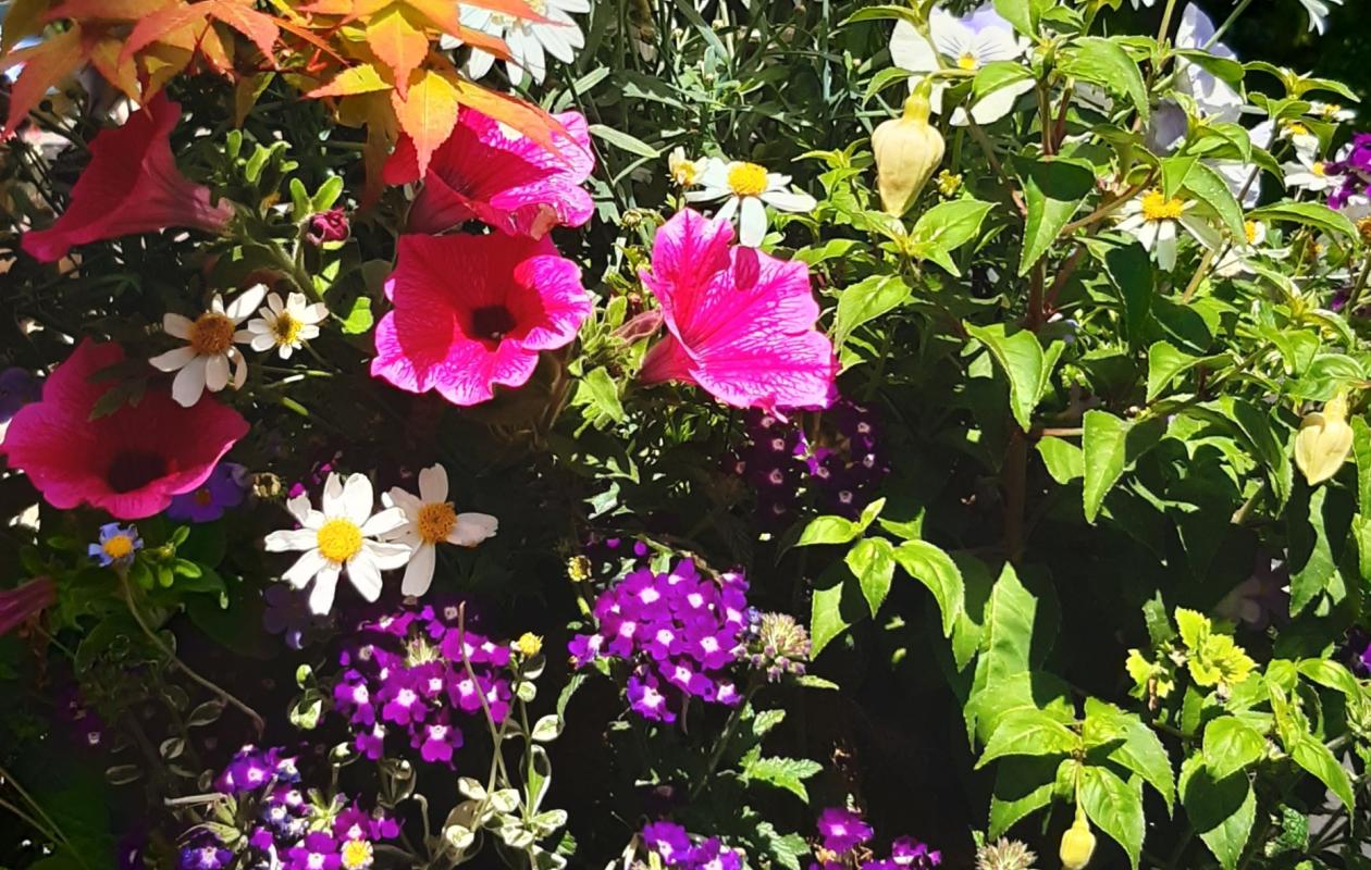 pink, white, purple flowers in full bloom