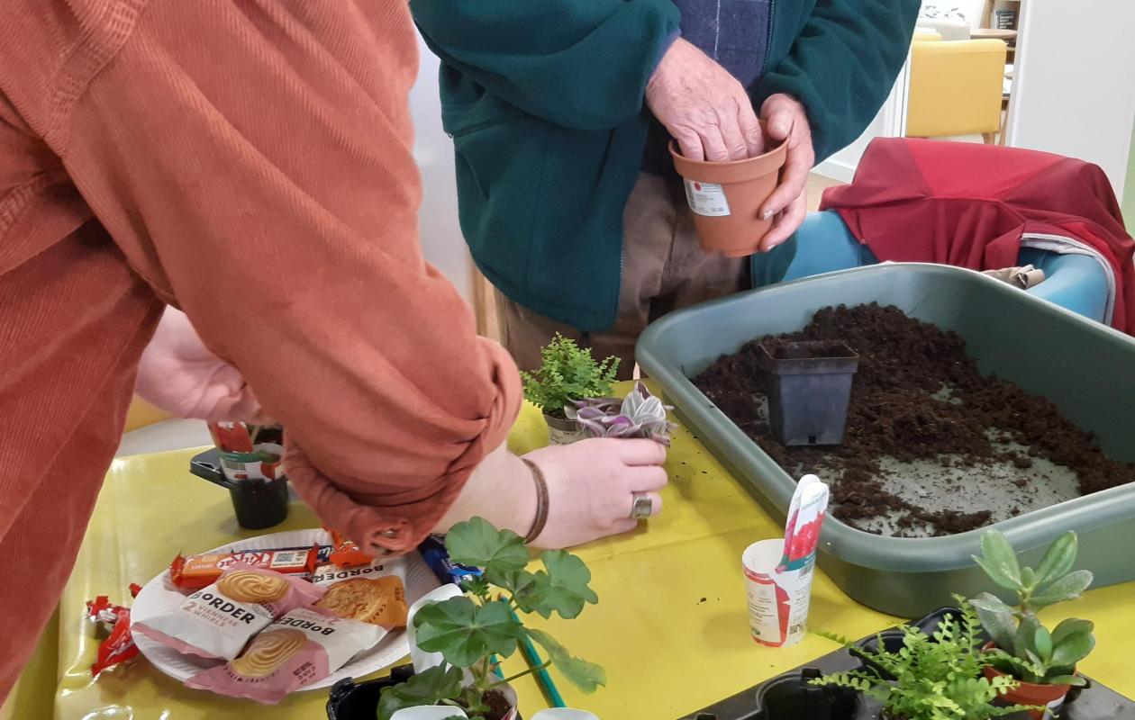 arms potting up herb plants