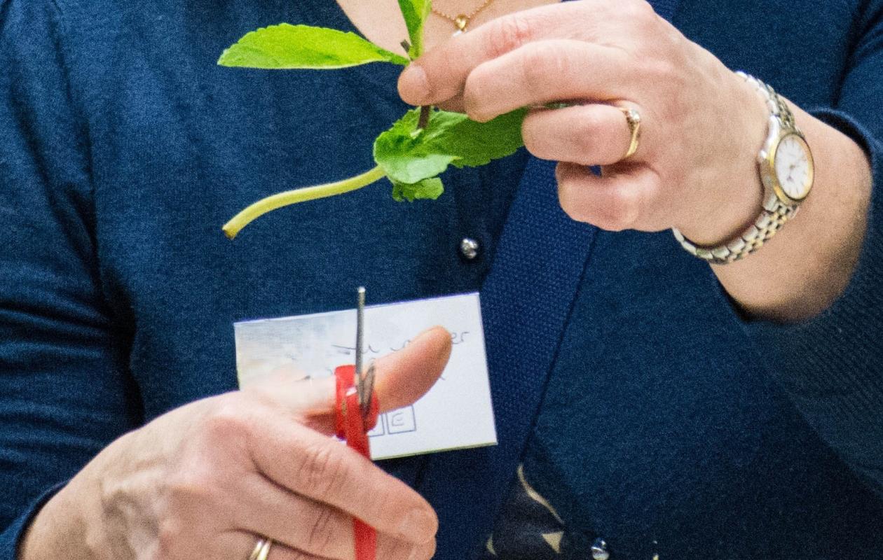 hands using scissors to cut stem