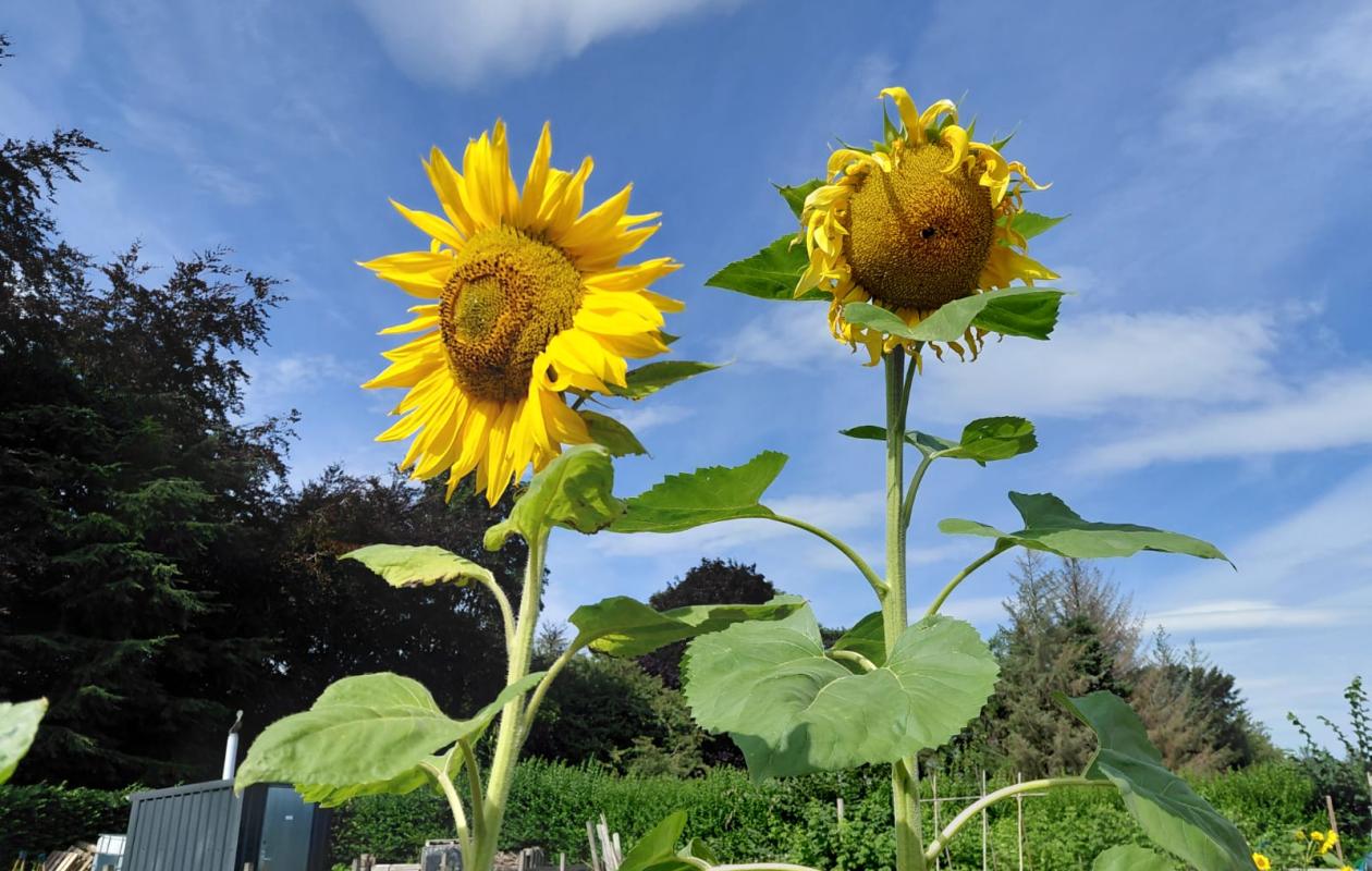 two sunflowers and blue sky