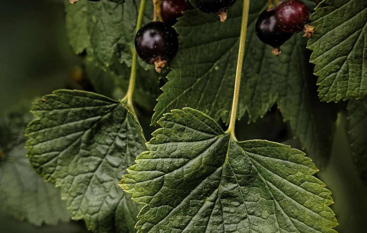 black shiny currants and green currant leaves