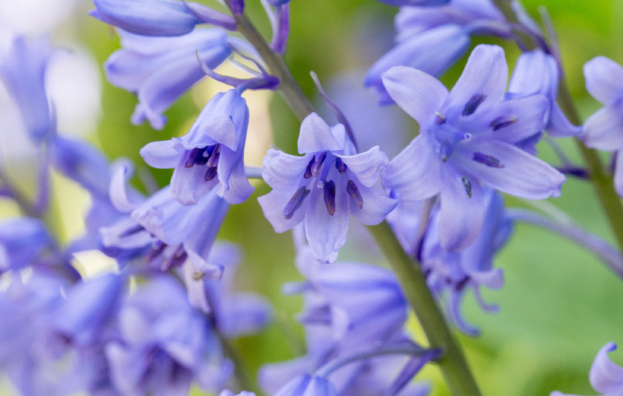 Bluebell