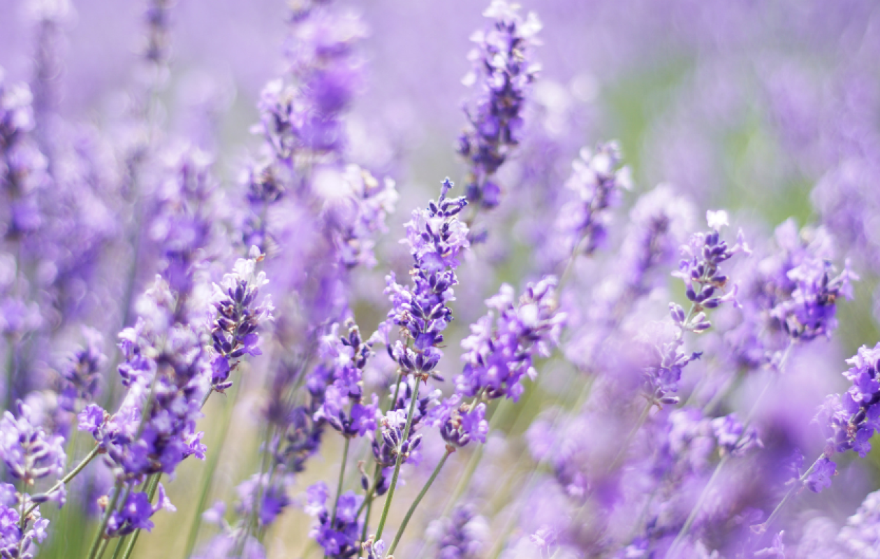 Lavender