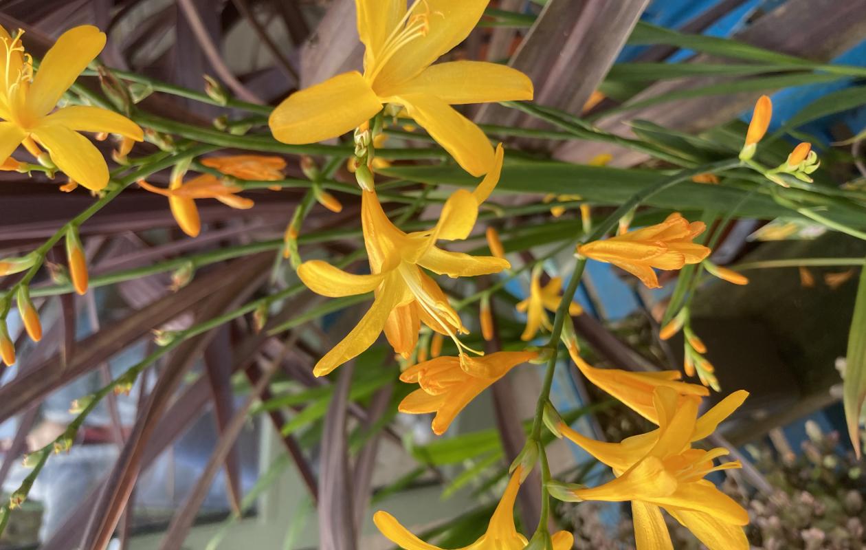 multiple open flowers with deep yellow petals