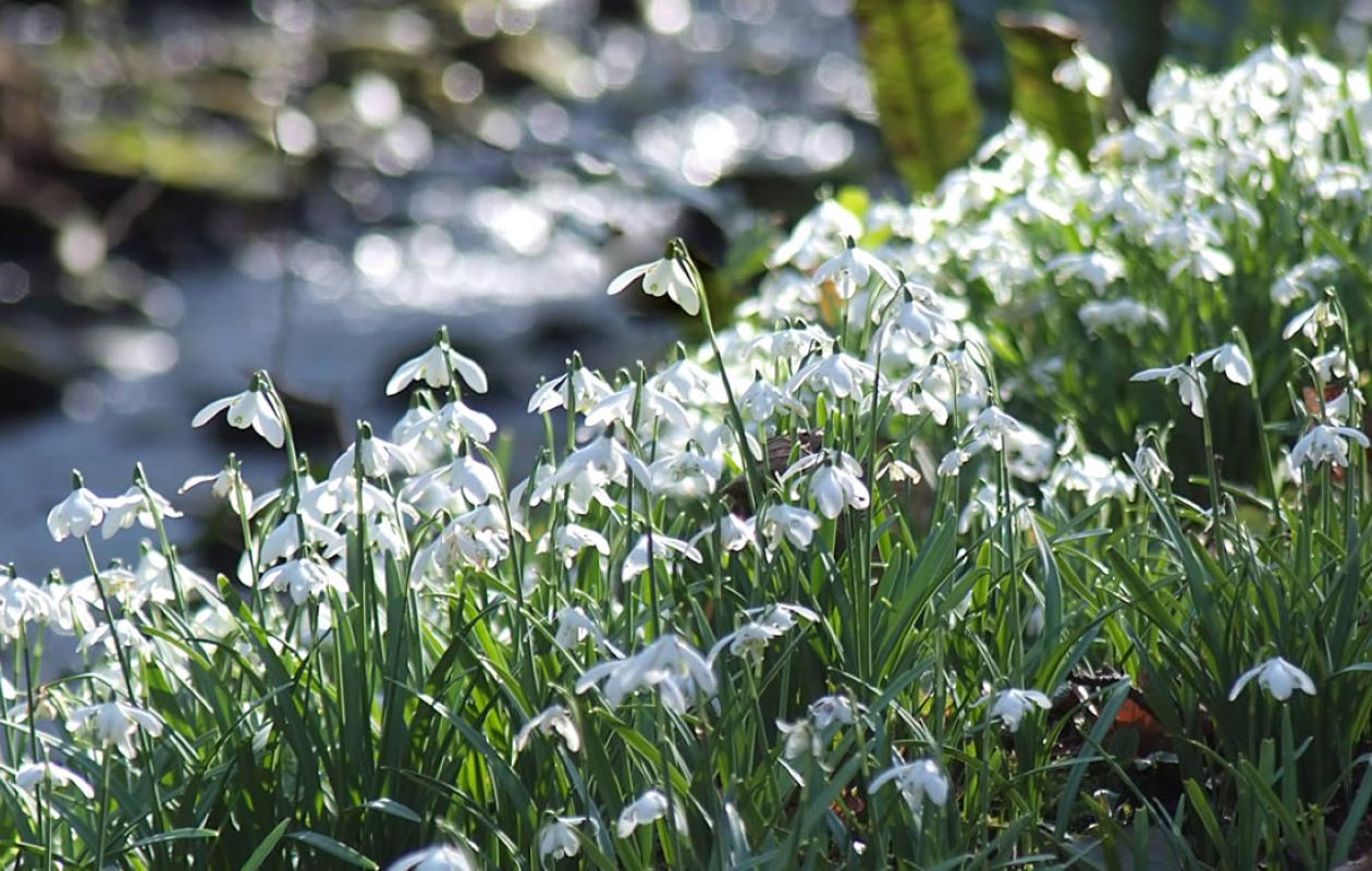 Snowdrops