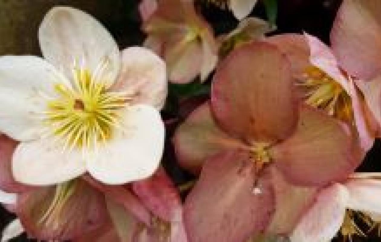white and pale pink 4 petalled flowers with yellow stamen, winter flowering.