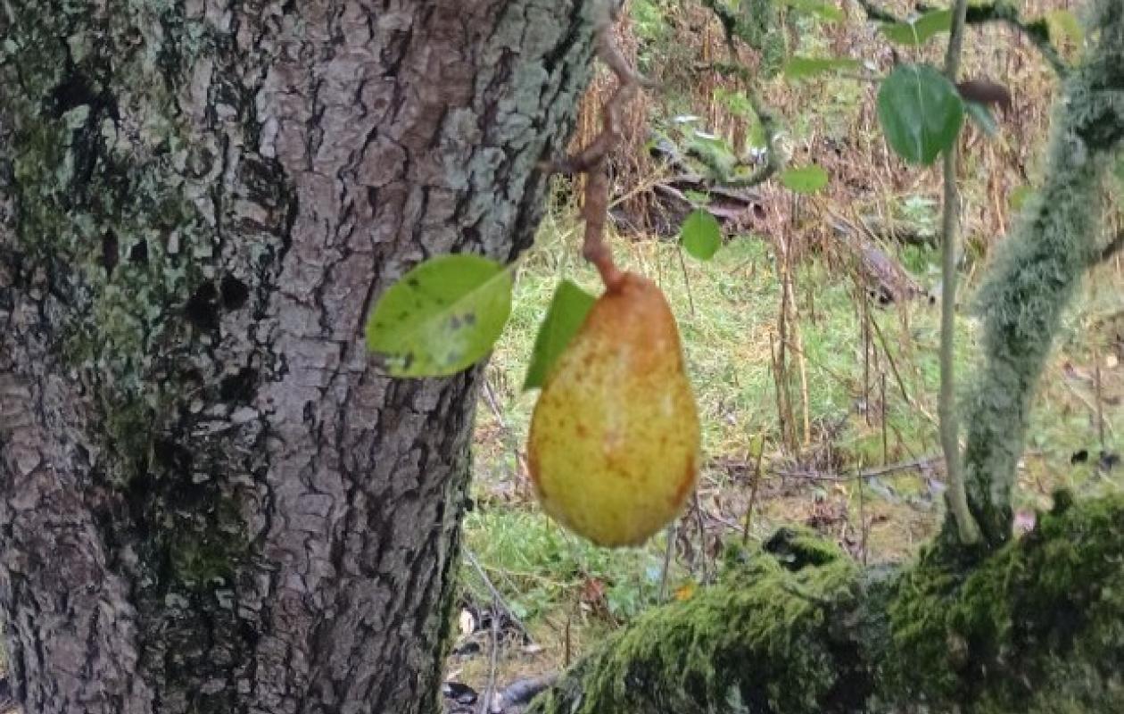 pear tree with rough bark and pear fruit 