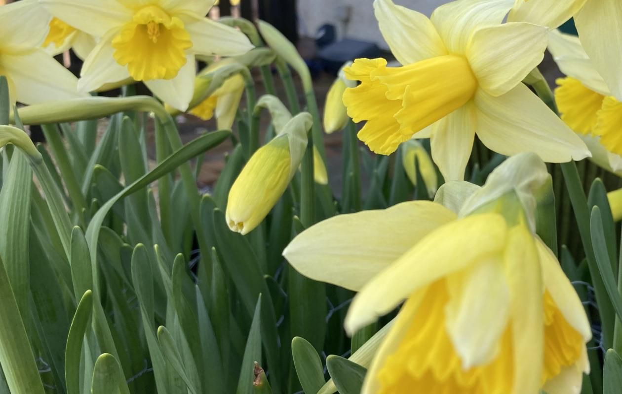 yellow daffodil flowers and green stalks