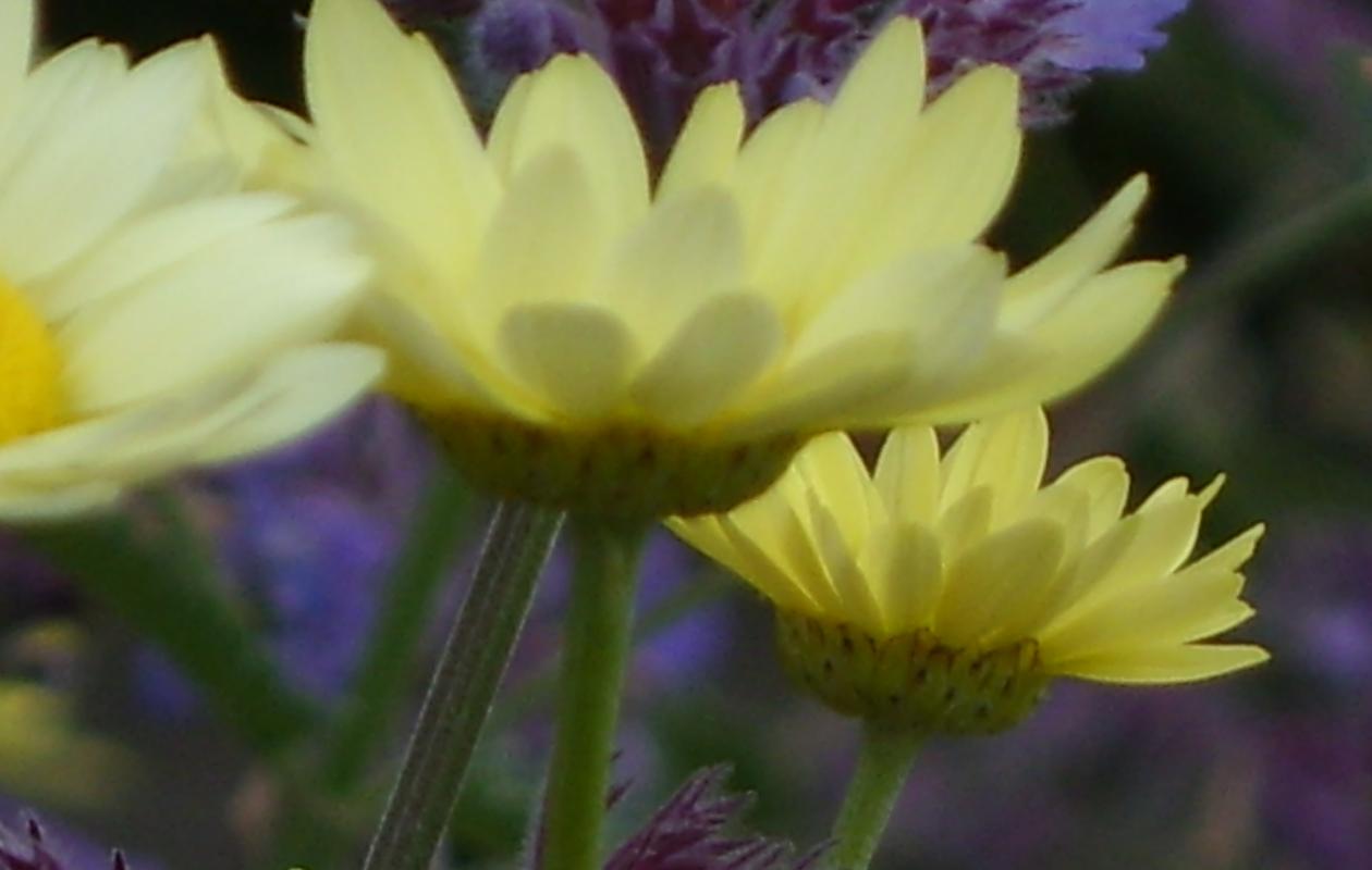Yellow and purple flowers