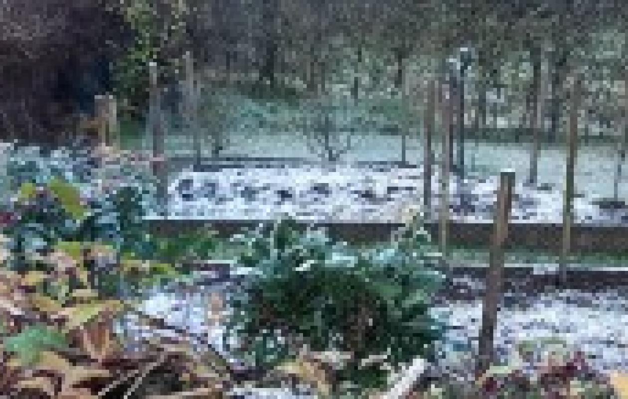 winter frost on veg garden and shrubs