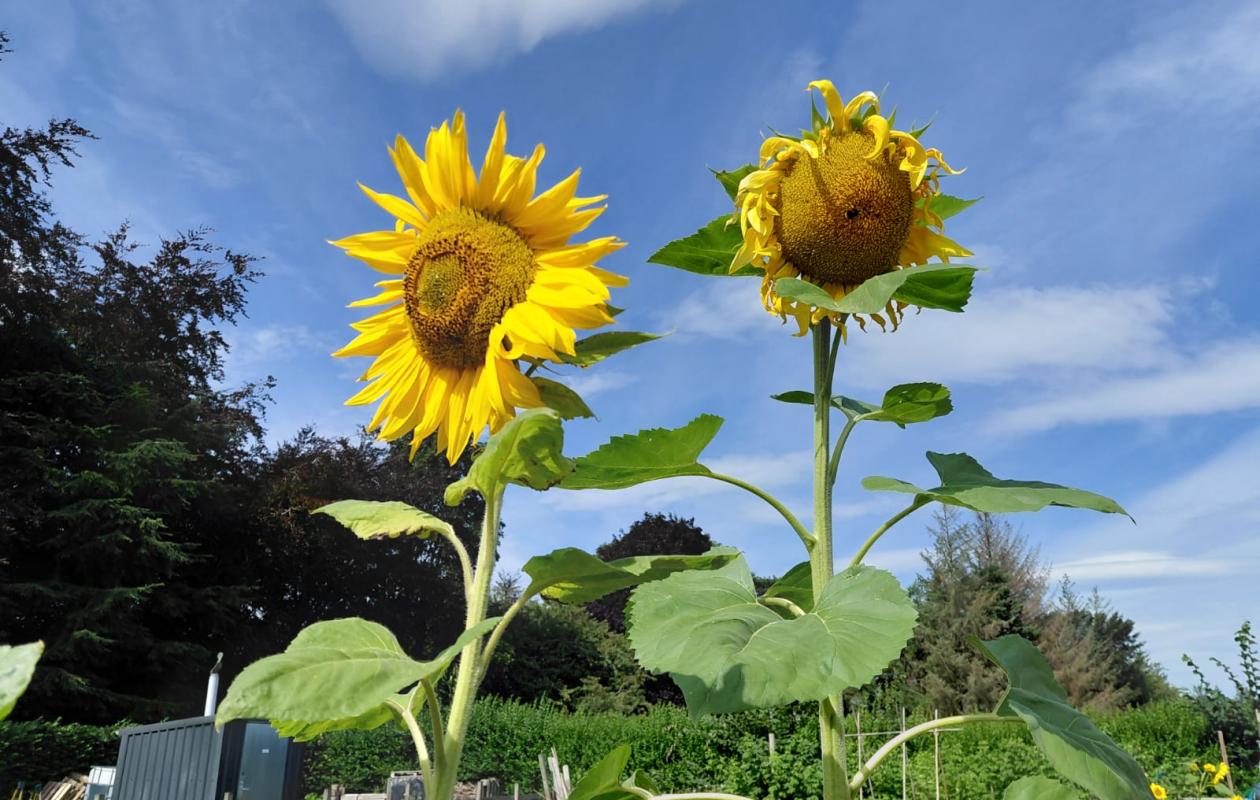 two sunflowers against a blue sky