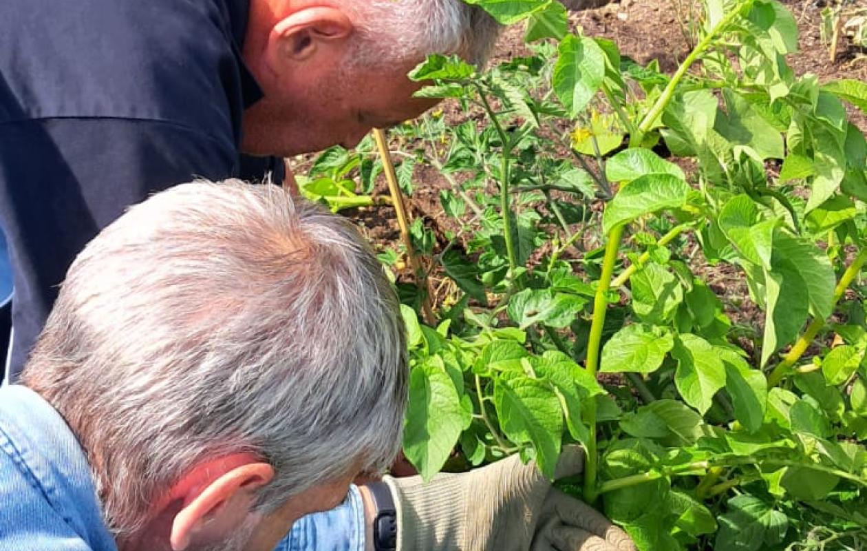 two men bending down in garden to harvest veg