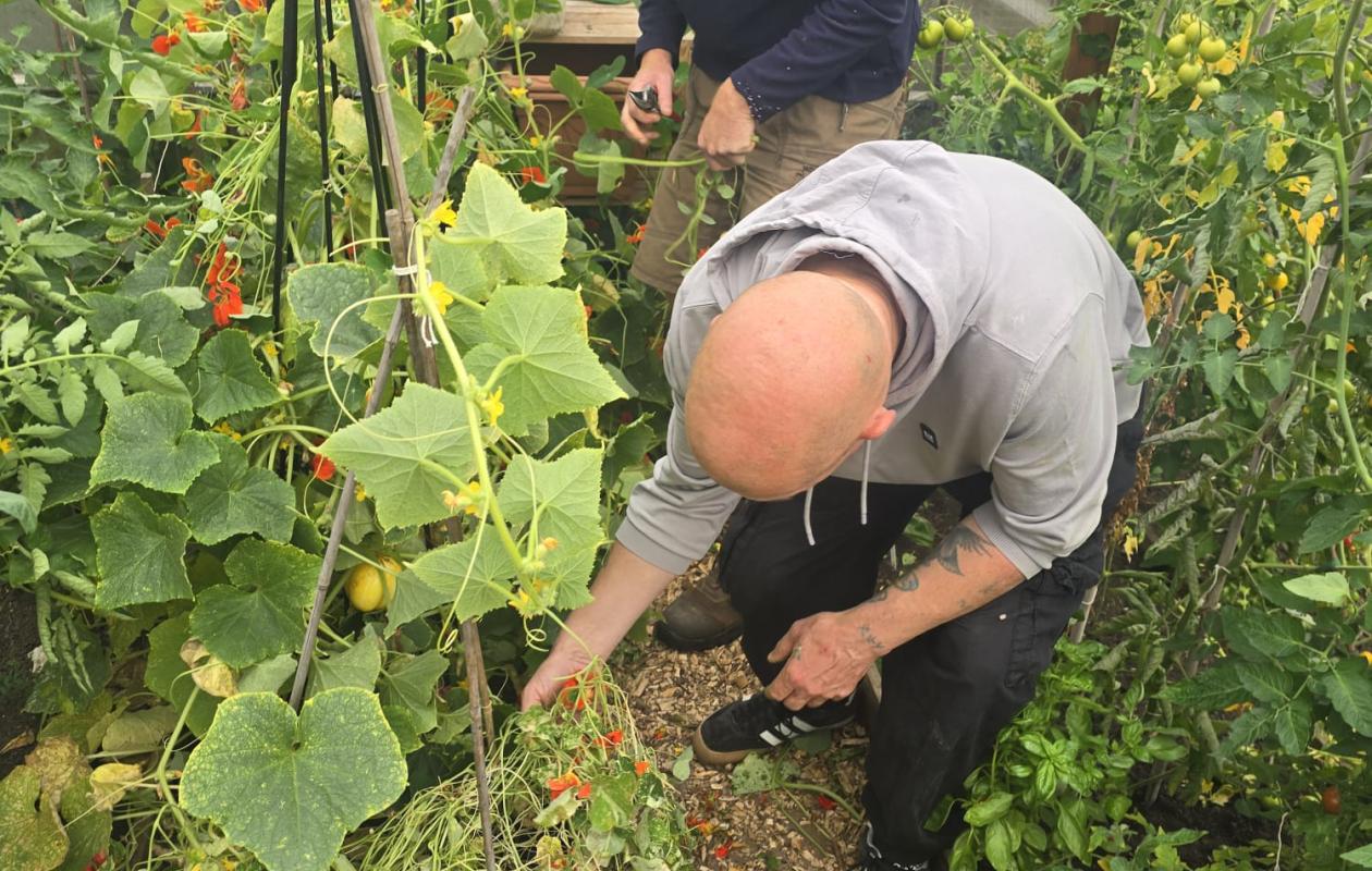two men harvesting cucumbers in polytunnel