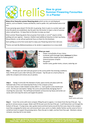 fs_summer_flowering_corms-003.pdf