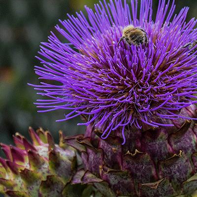 purple flower with bee