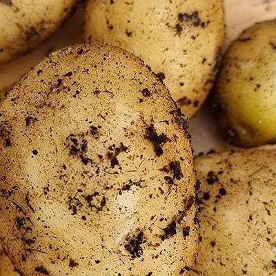 potatoes