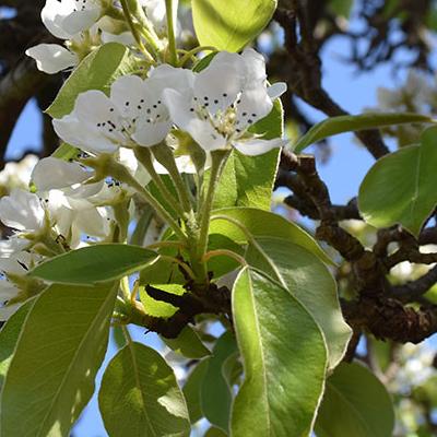 white blossom