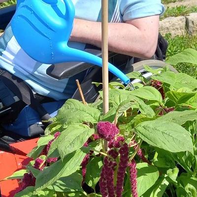 man in a wheelchair watering plants at raised bed