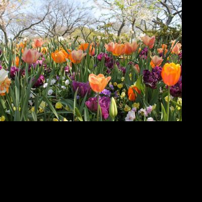 Fabulous Flowers for Cutting